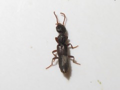 Rugilus rufipes