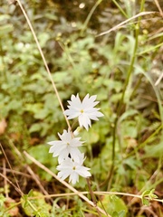 Lithophragma affine