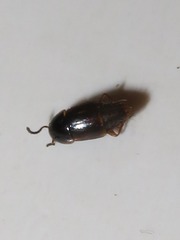 Tachinus corticinus