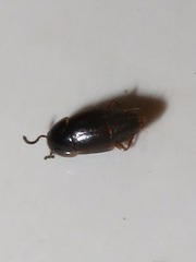 Tachinus corticinus