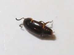 Tachinus corticinus