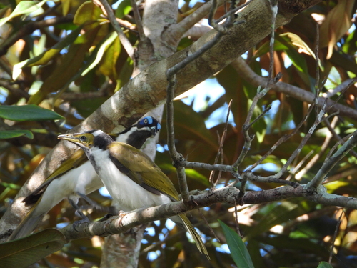 Blue-faced Honeyeater