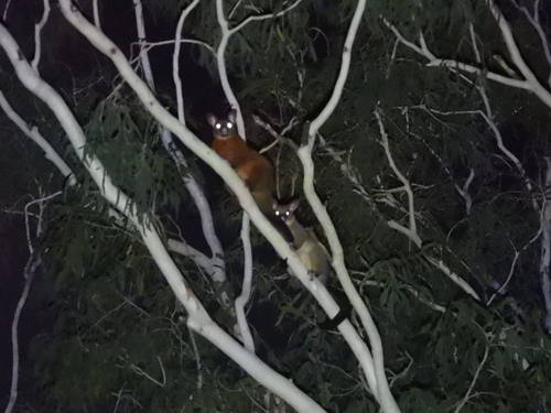 Common Brushtail Possum