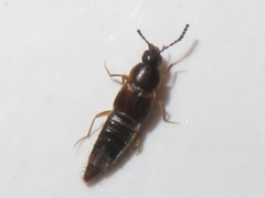 Oxypoda acuminata