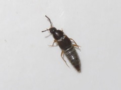 Oxypoda acuminata