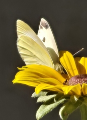 Small White