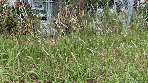 Imperata cylindrica observed 2026-07-30