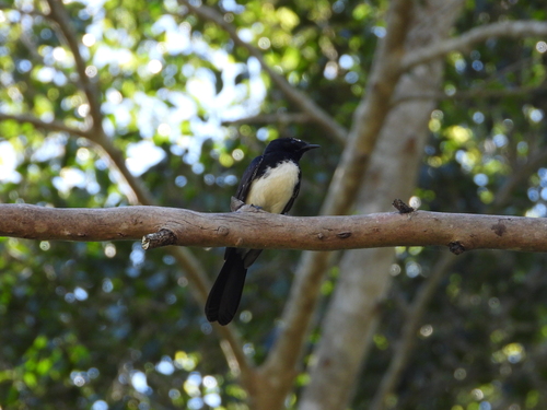 Willie Wagtail
