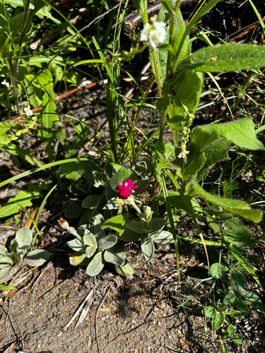 Rose campion