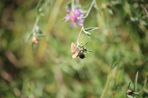 Dingy Skipper