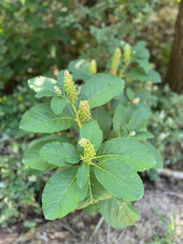 Indian Pokeweed