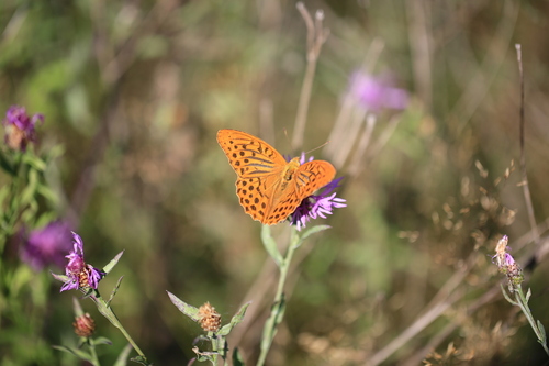 Silver-washed Fritillary