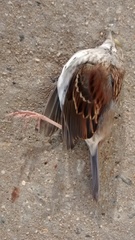 Zonotrichia albicollis