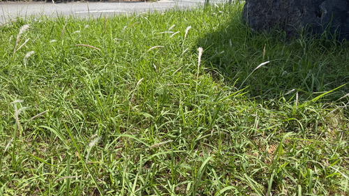 Imperata cylindrica observed 2026-07-30