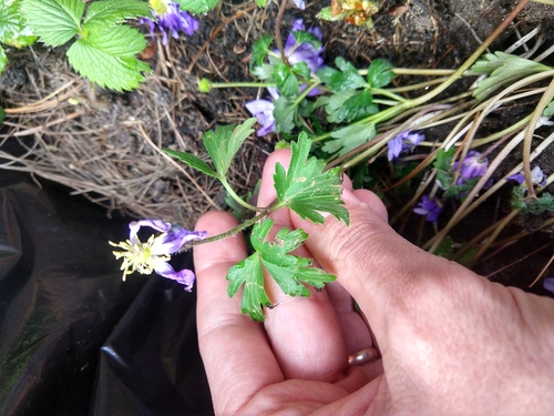 Anemone blanda