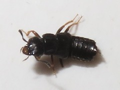 Anotylus inustus