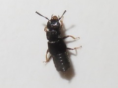 Anotylus inustus