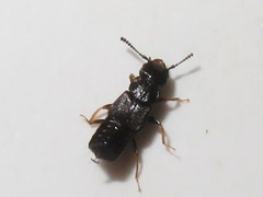 Anotylus inustus
