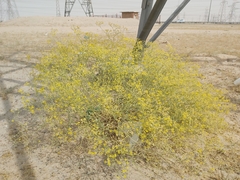 Haplophyllum tuberculatum