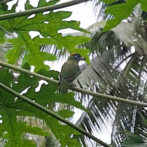 Blue-throated Barbet