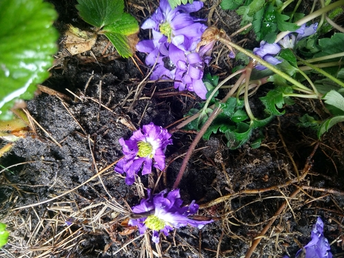 Anemone blanda