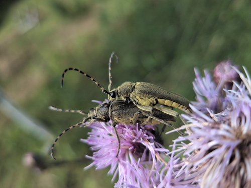Lepturobosca virens