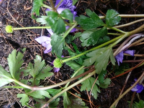 Anemone blanda