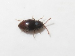 Atomaria analis