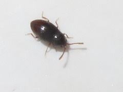 Atomaria analis