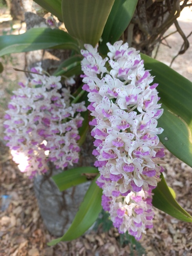 Rhynchostylis gigantea, 2026-01-10