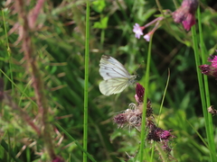 Green-veined White