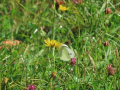 Small White