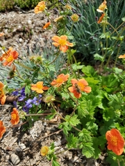 Potentilla flabellifolia