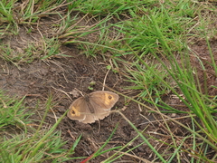 Meadow Brown