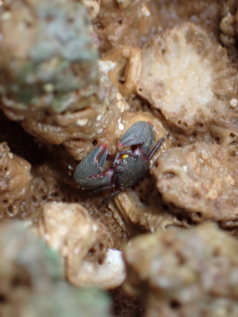Lamarck's porcelain crab