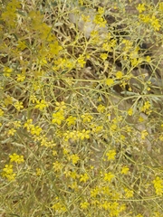 Haplophyllum tuberculatum