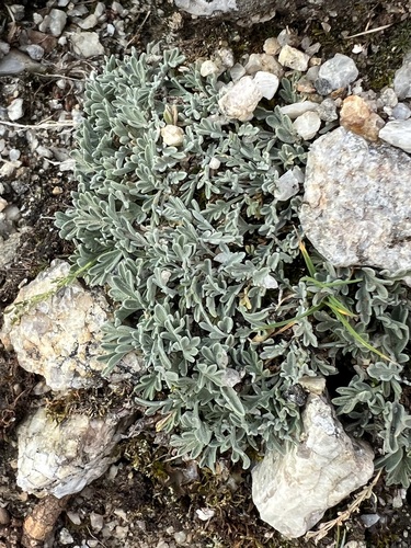 Smelowskia calycina, 2026-07-24