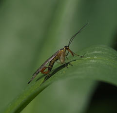 Panorpa germanica
