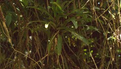 Werauhia gladioliflora, photograph author not stated, no rights reserved