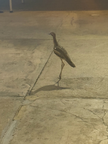 Bush Stone-curlew