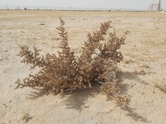 Cornulaca aucheri