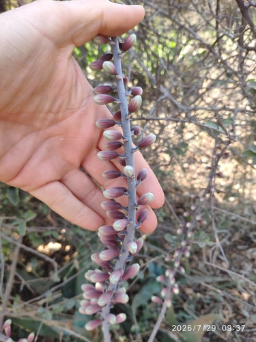 Aloe globuligemma, photograph 4