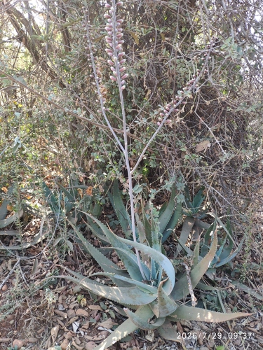 Aloe globuligemma, photograph 2