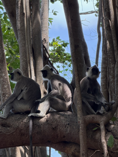 Tufted Gray Langur