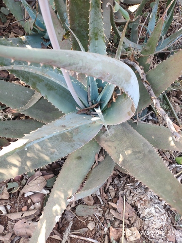 Aloe globuligemma, photograph 3