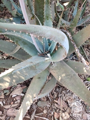 Aloe globuligemma, photograph (c) Antoinette Eyssell Knox, some rights reserved (CC BY-SA)