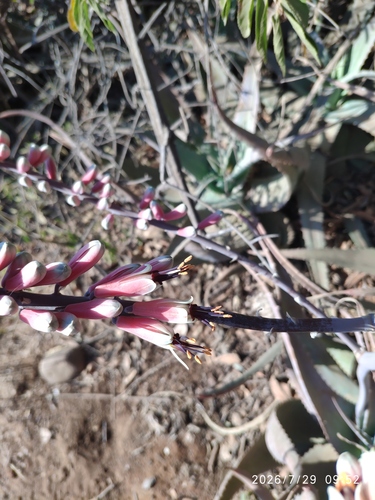 Aloe globuligemma