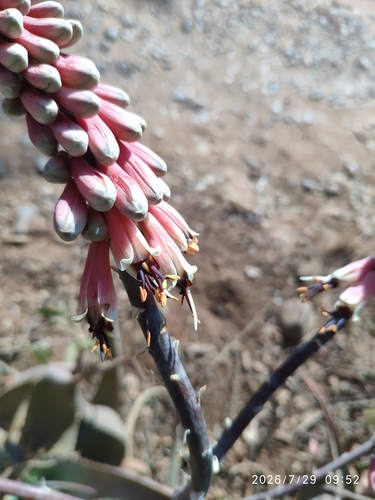 Aloe globuligemma, photograph 5