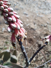 Aloe globuligemma, photograph (c) Antoinette Eyssell Knox, some rights reserved (CC BY-SA)