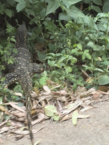 Indomalayan Water Monitor